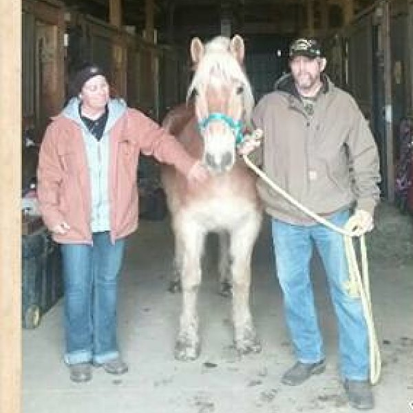 HAFLINGER GELDING