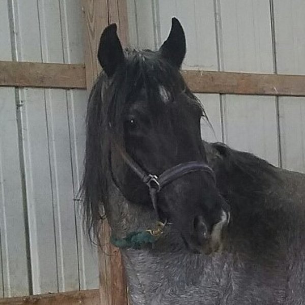 BLUE ROAN GELDING